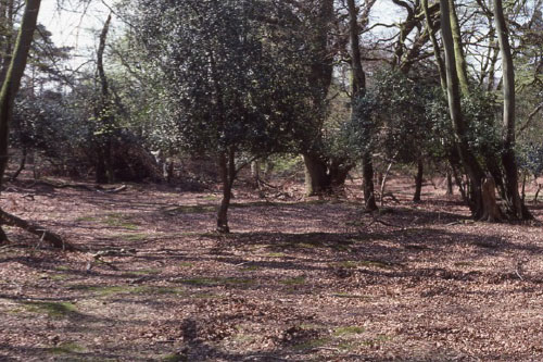 charcoal pit